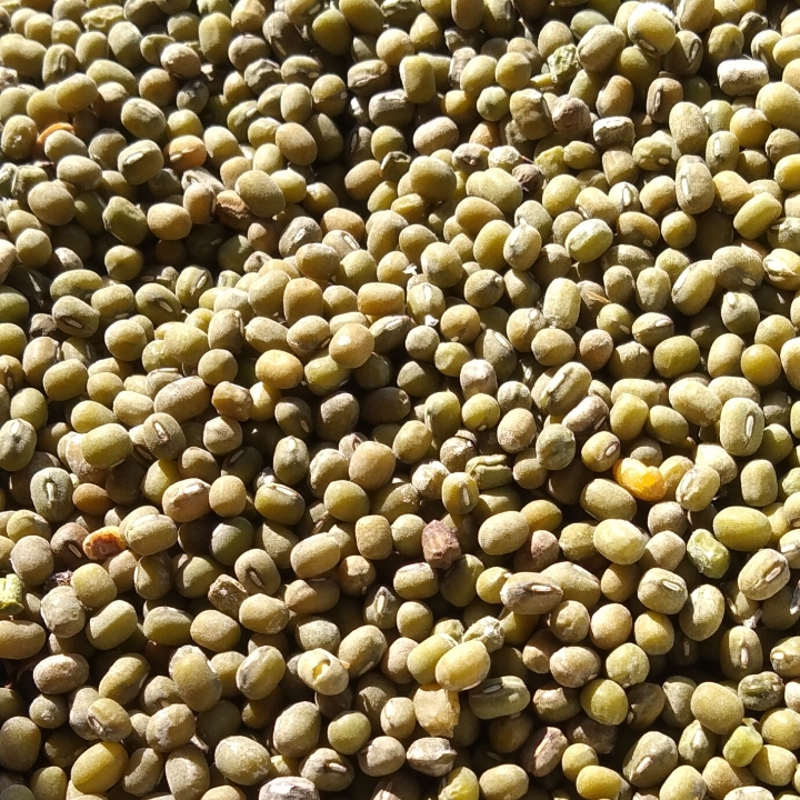 Kacang Hijau 250g