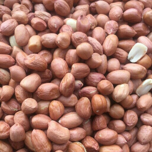 Kacang Tanah