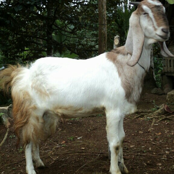 Kambing Kelas A 33-37 kg