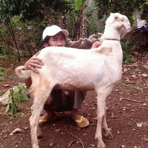 Kambing Kelas B Bobot 22-32 Kg