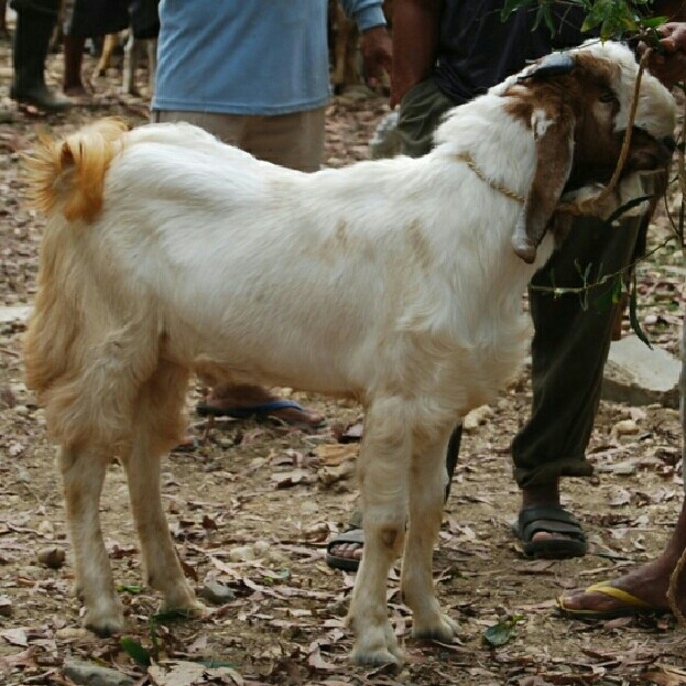 Kambing Kelas C Bobot 23-27 Kg