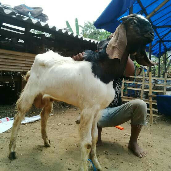 Kambing Kelas Istimewa Bobot Lebih Dari 45 Kg 