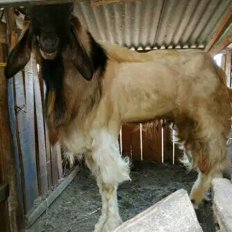 Kambing Super Bobot Lebih Dari 42 Kg