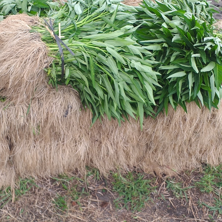 Kangkung