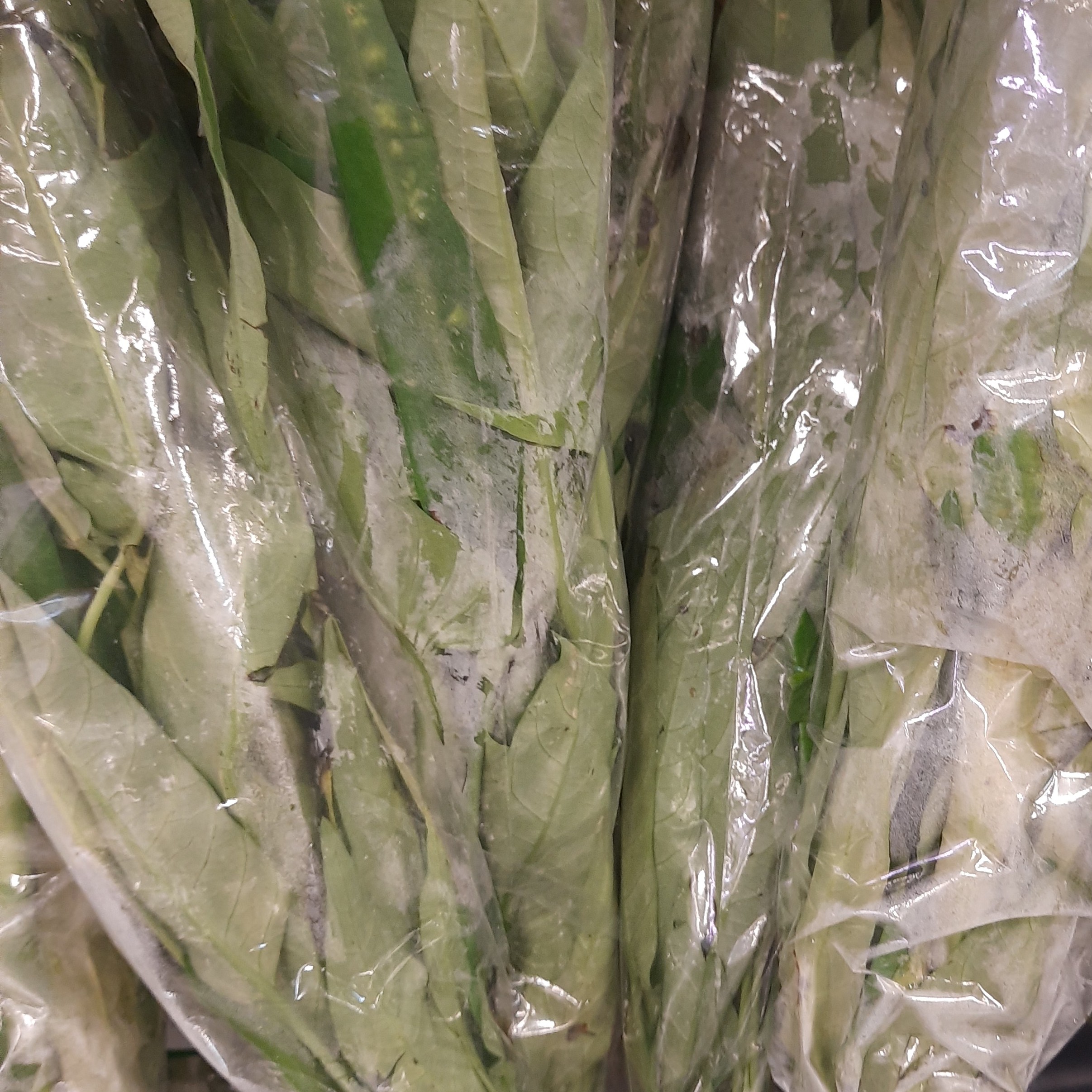 Kangkung