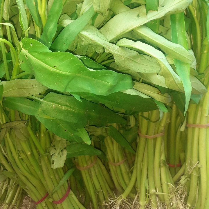 Kangkung