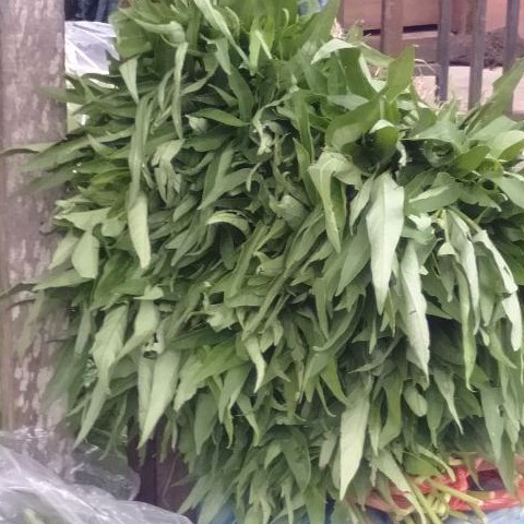 Kangkung