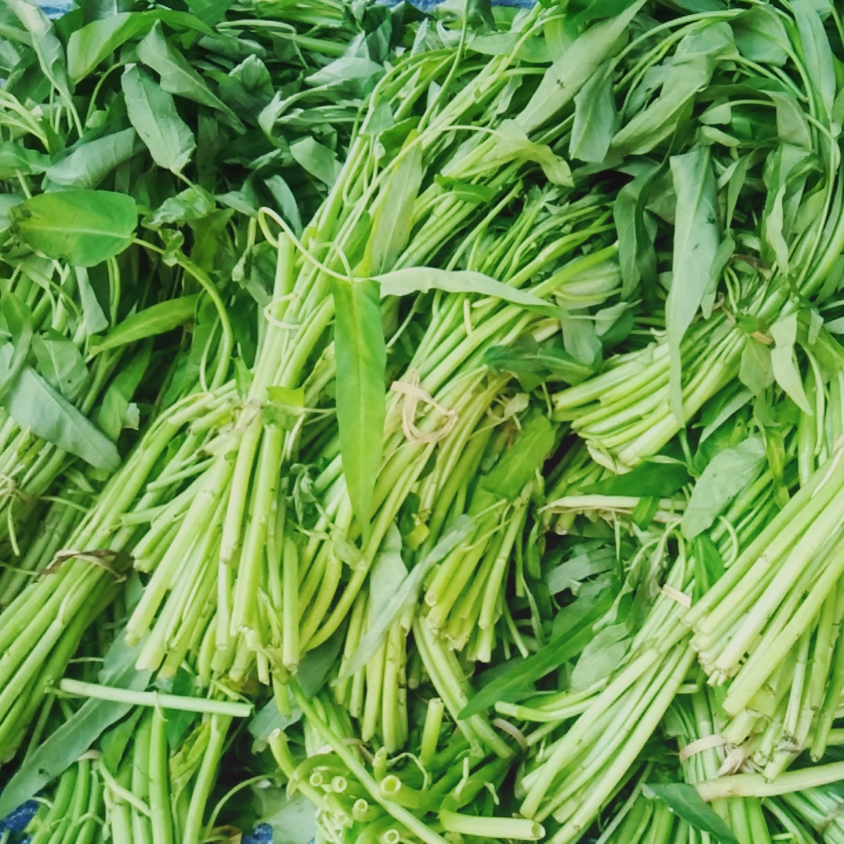 Kangkung