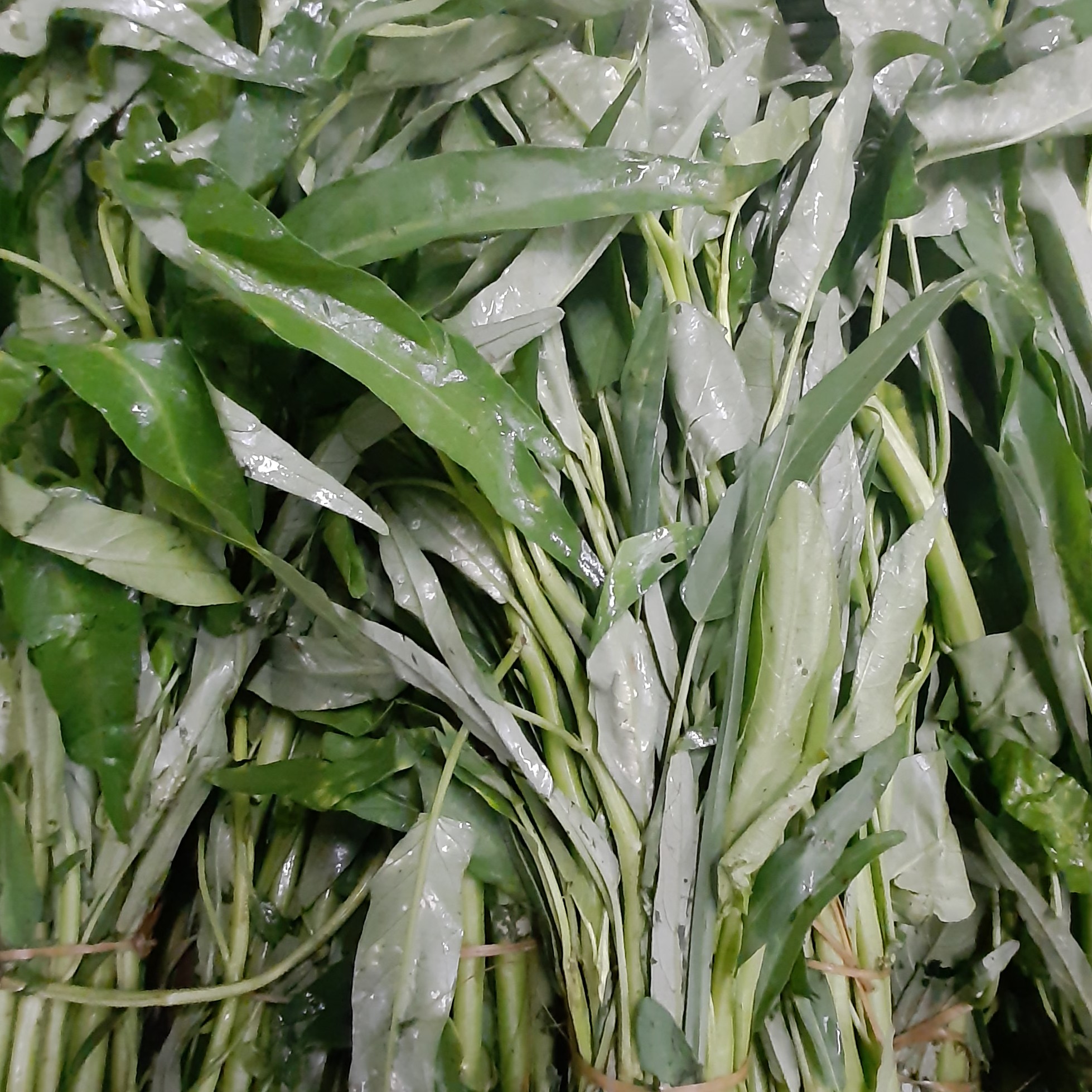 Kangkung 3 Ikat