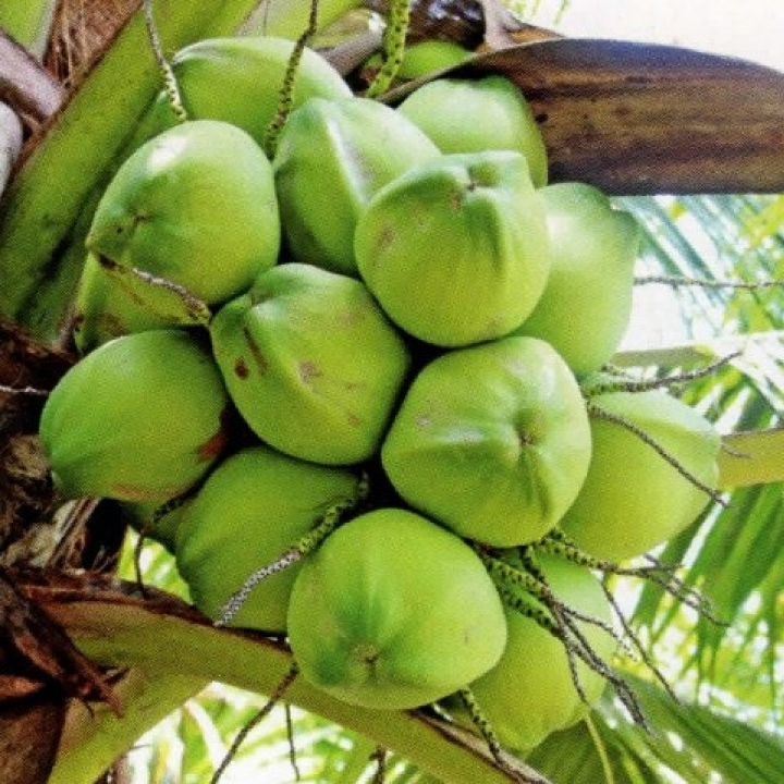 Kelapa Bulat Murni