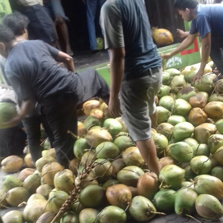 Kelapa Ijo