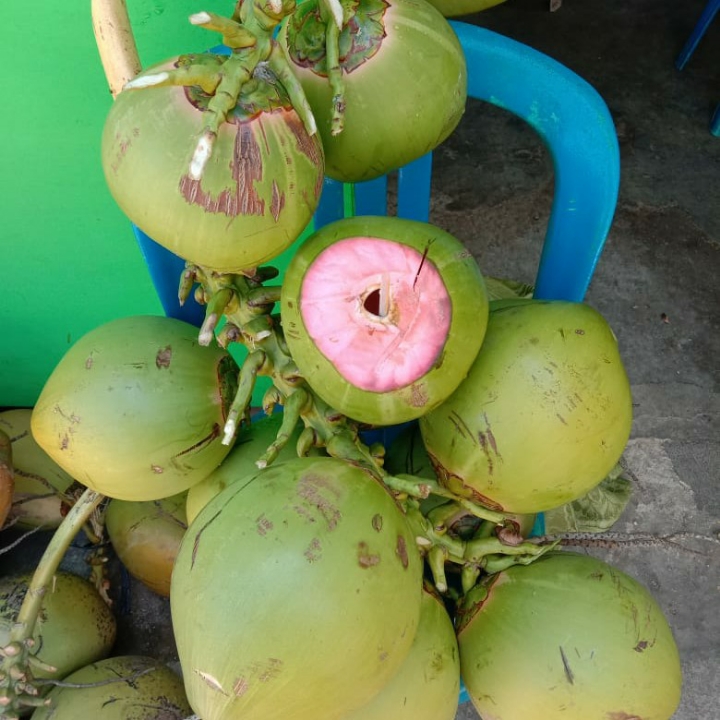 Kelapa Ijo Asli