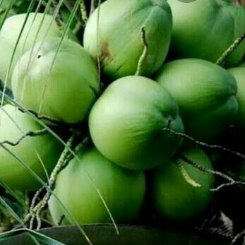 Kelapa Ijo Original