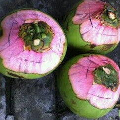 Kelapa Ijo Paket A