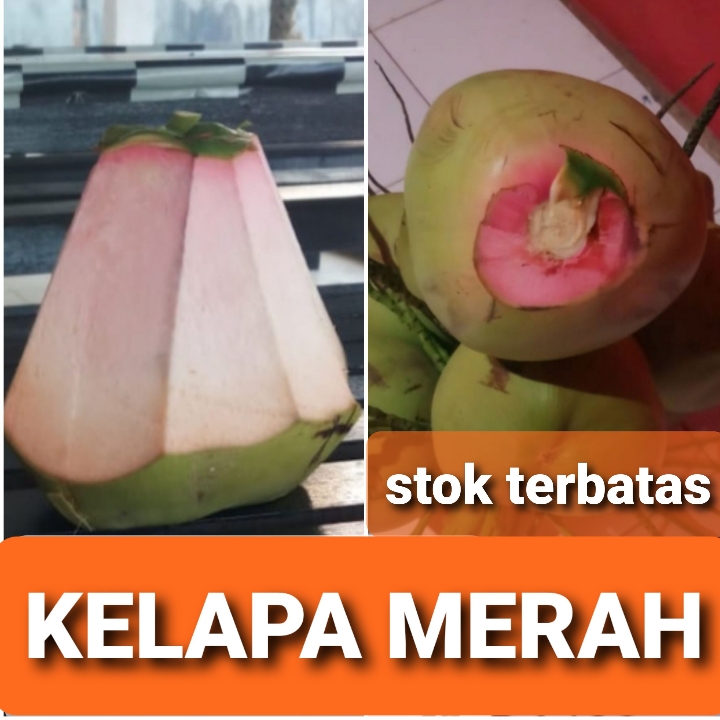 Kelapa Merah