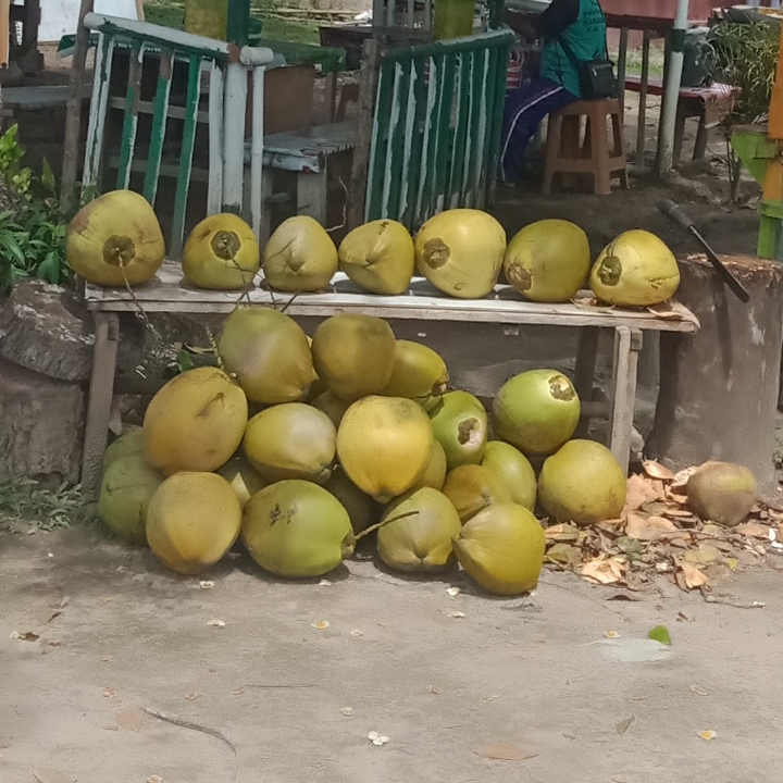 Kelapa Muda