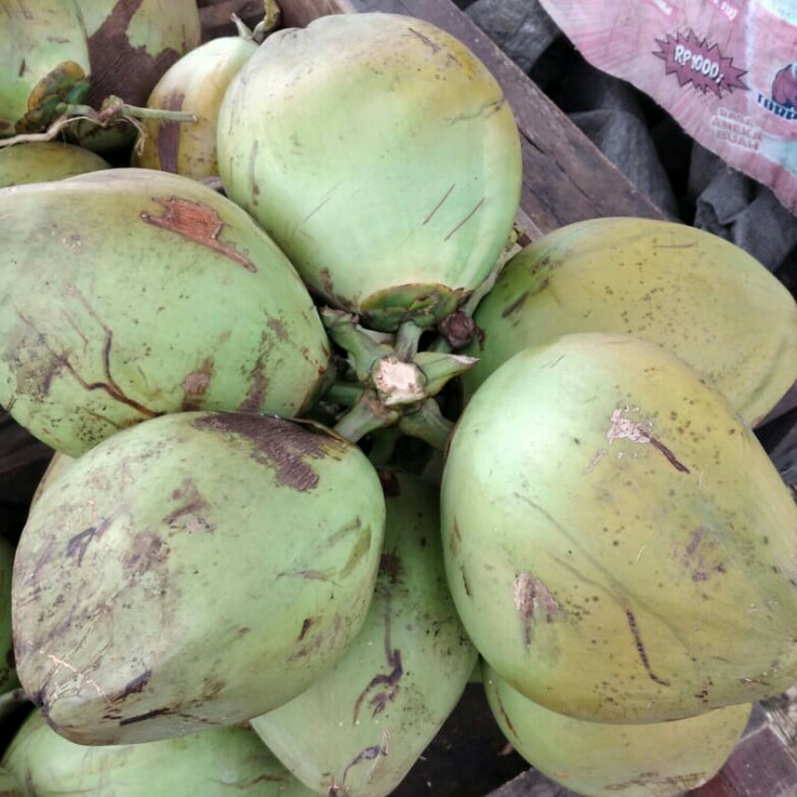 Kelapa Muda