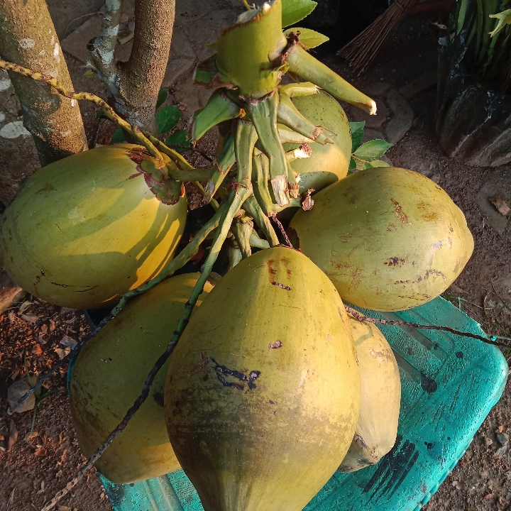 Kelapa Muda