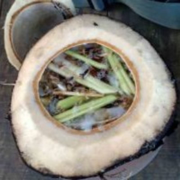 Kelapa Muda Bakar Rempah Rempah