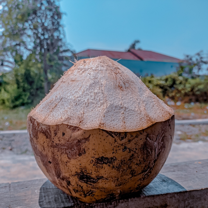 Kelapa Model Sajen