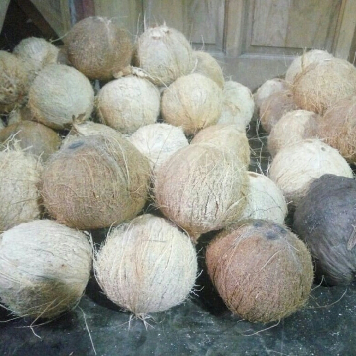 Kelapa Santan 2