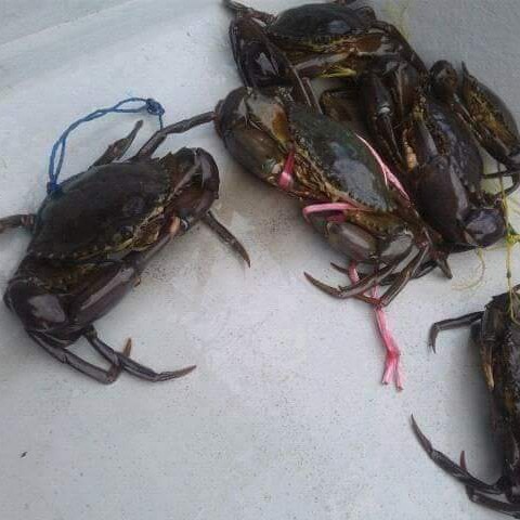 Kepiting B Berat 1 Ekor diatas 500 gram