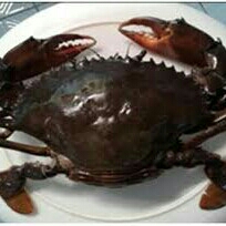 Kepiting Bakau