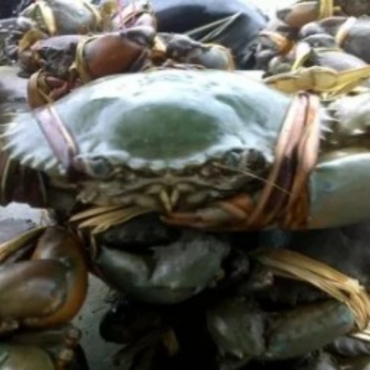 Kepiting Isi 4