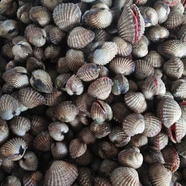 Kerang 2