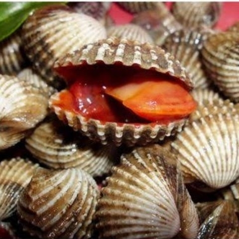 Kerang 3