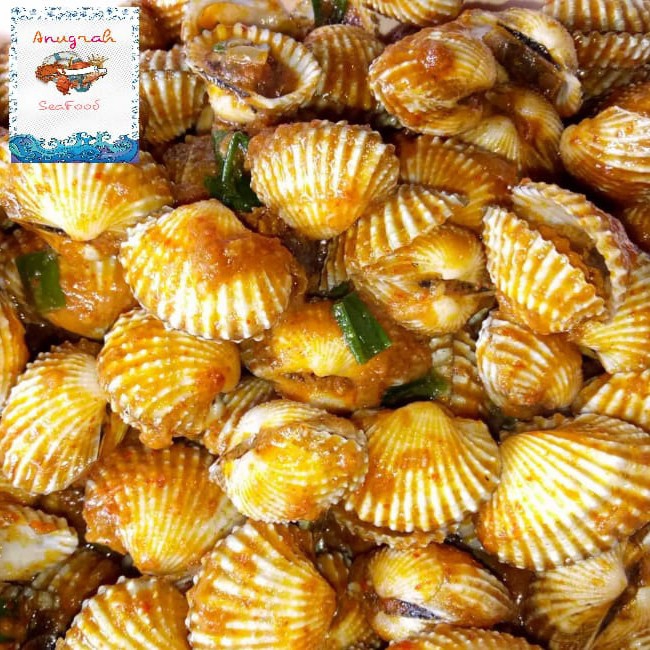 Kerang Dara