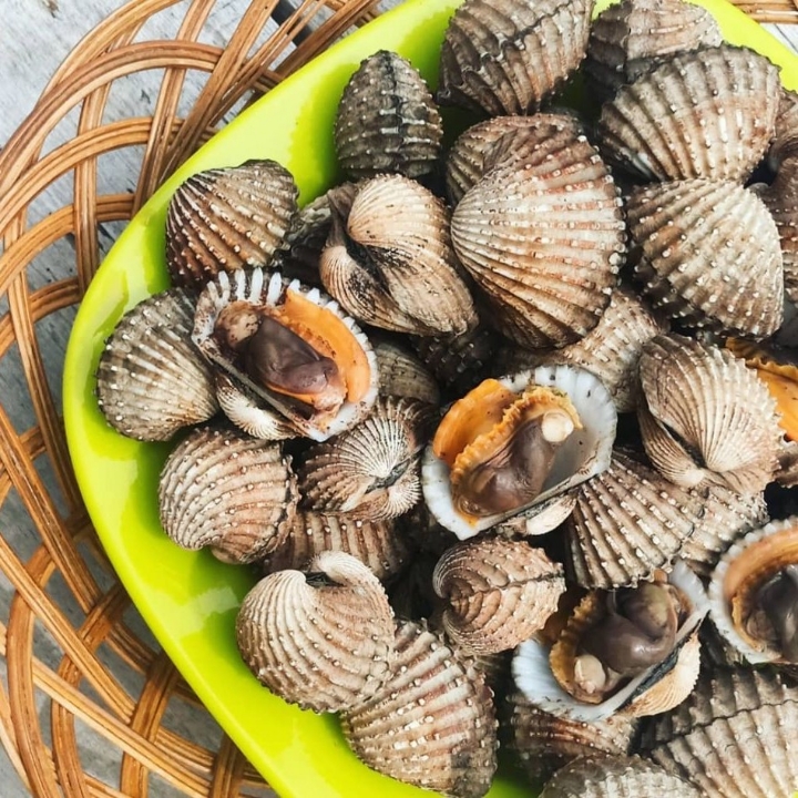 Kerang Dara