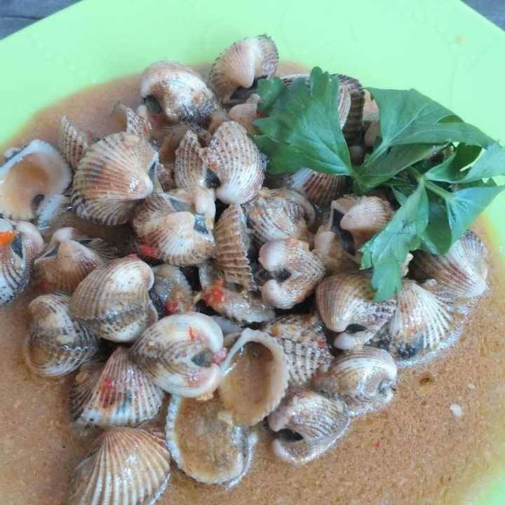 Kerang Dara