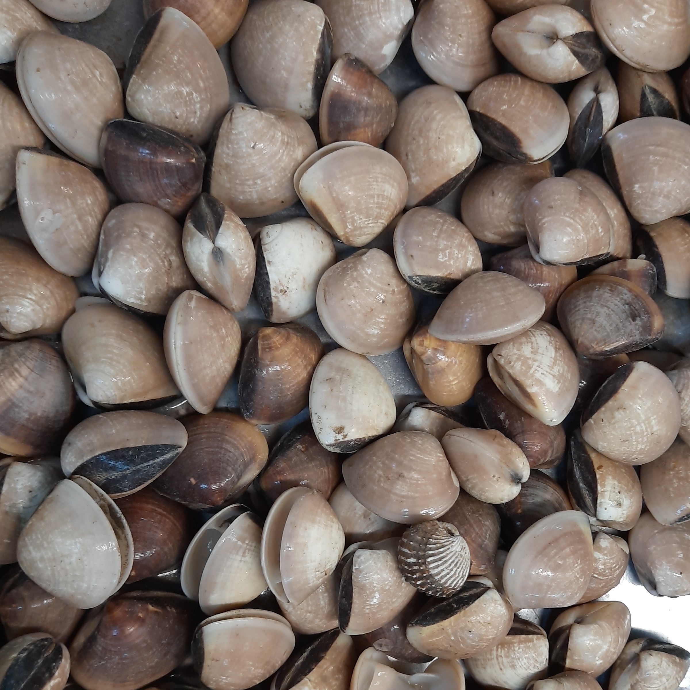 Kerang Dara