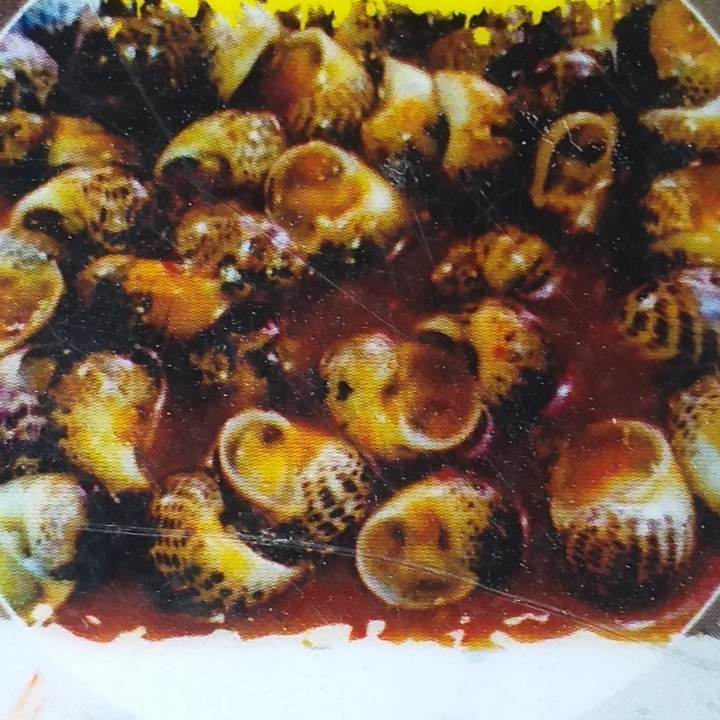 Kerang Guci