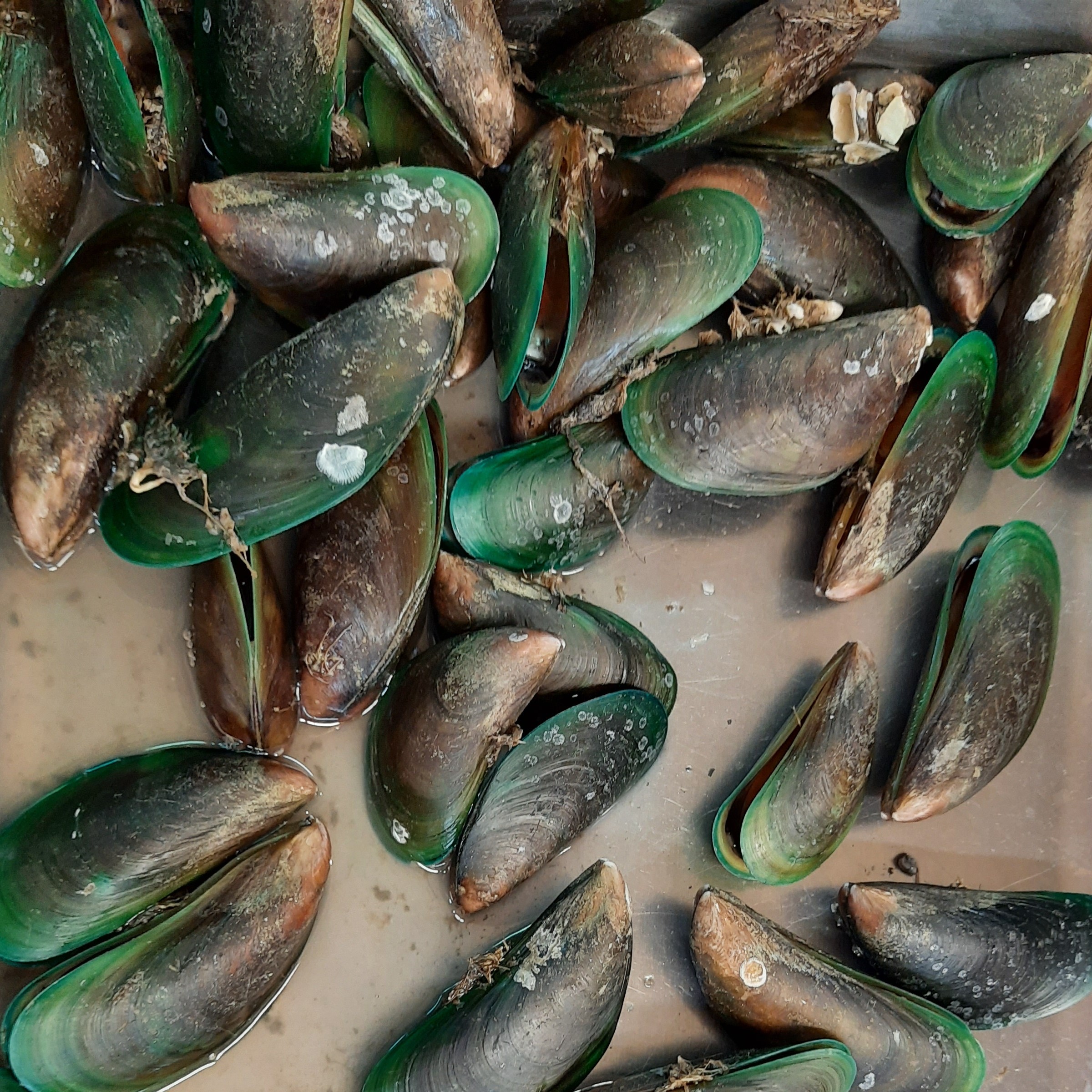 Kerang Hijau