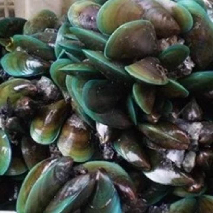 Kerang Ijo