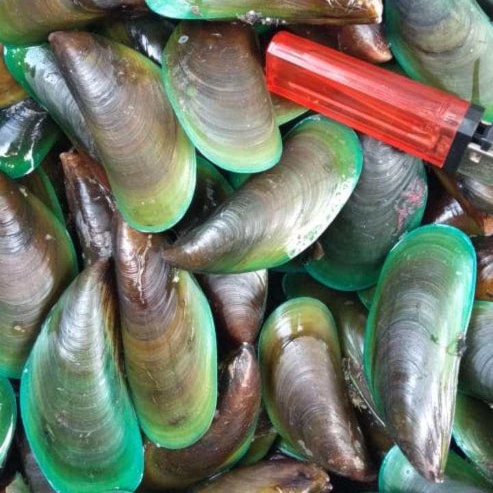 Kerang Ijo