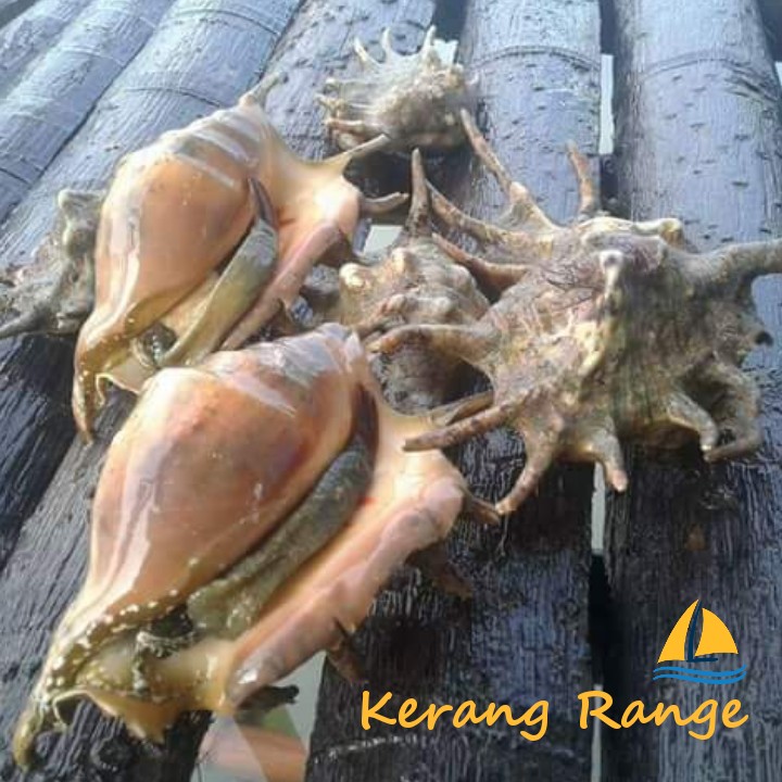 Kerang Range