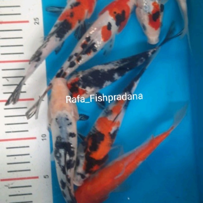 Koi 25-30cm Grade A