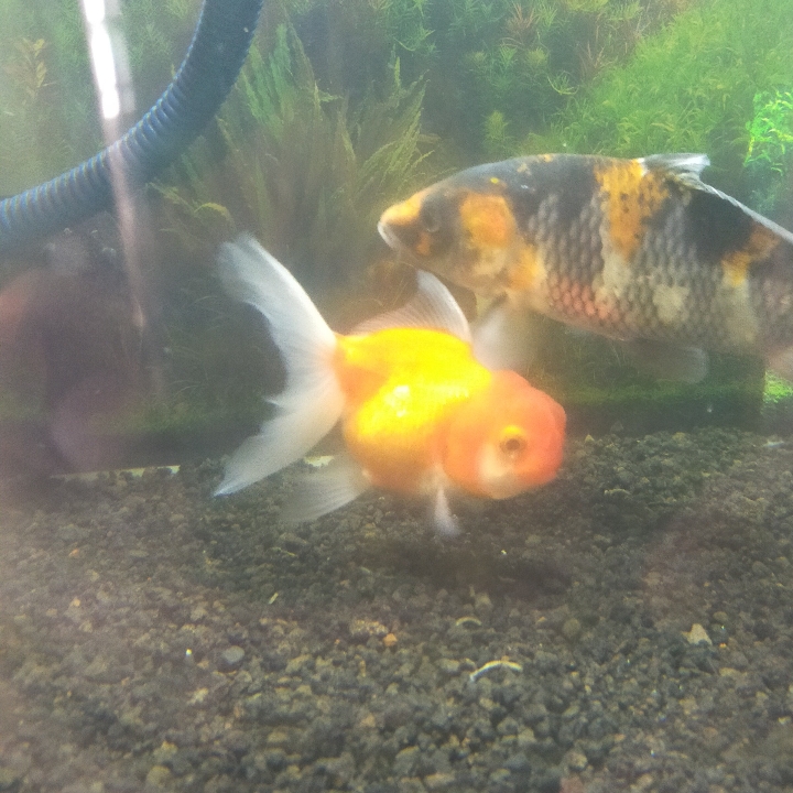 Koi Oranda L