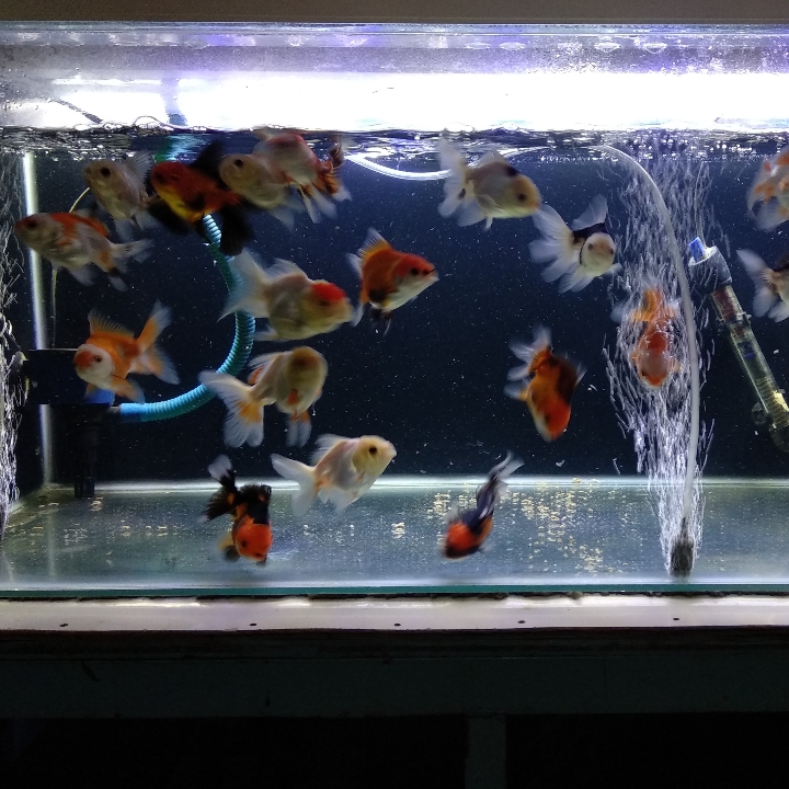 Koki Oranda Mix