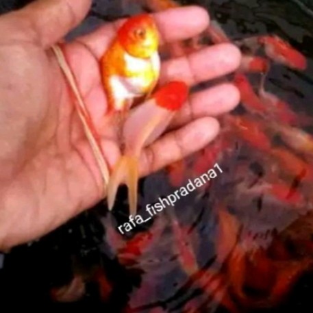 Koki oranda TERMURAH