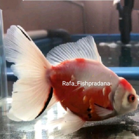 Koki oranda sakura Rw 5-6cm