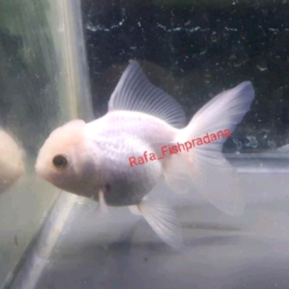 Koki oranda white