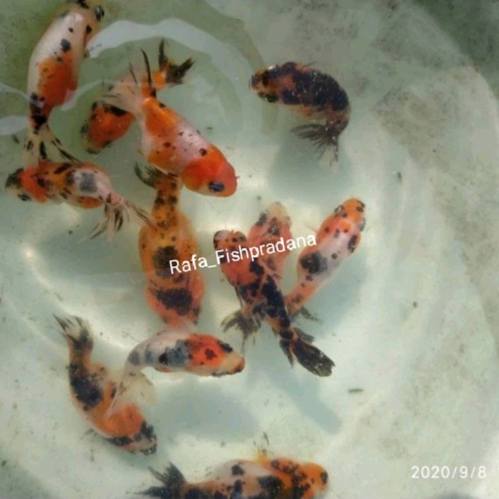 Koki ranchu 3colour