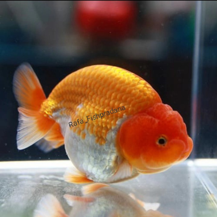 Koki ranchu 5-6cm