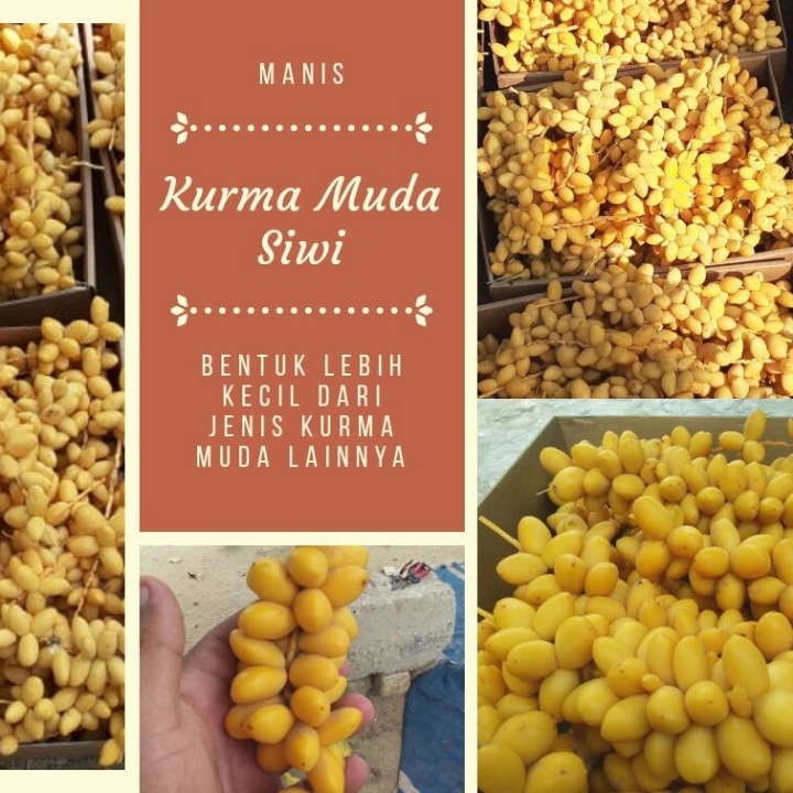 Kurma Muda siwi