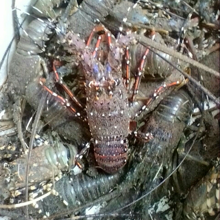 LOBSTER LAUT Hidup Fresh 3