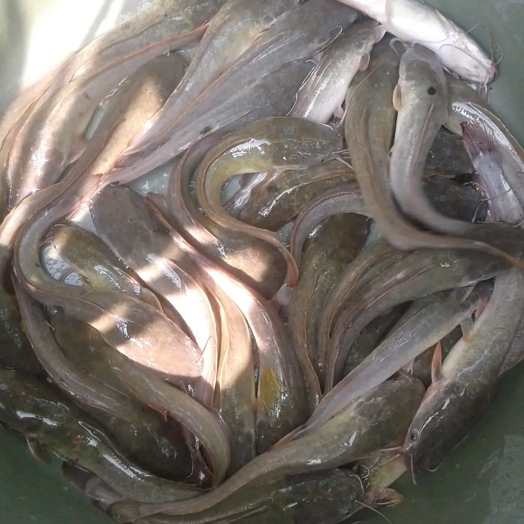 Lele Kemasan 250 Gram 2